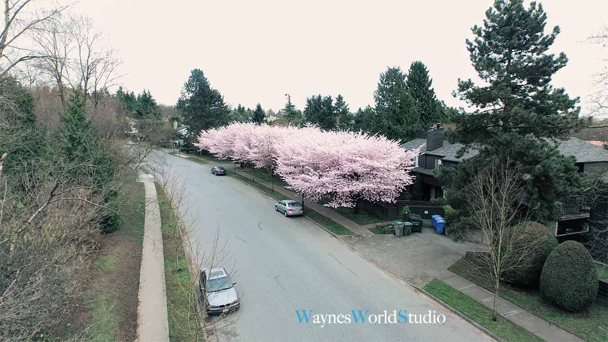 cherry-blossom-high-above-view-photo